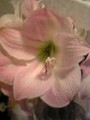 f:id:bunseki:20060509195337j:image