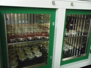 f:id:bunseki:20090629163744j:image