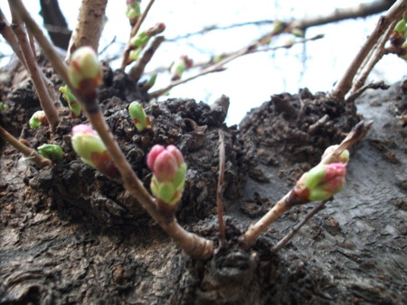 f:id:bunseki:20120328083628j:image