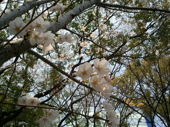 f:id:bunseki:20120405133503j:image