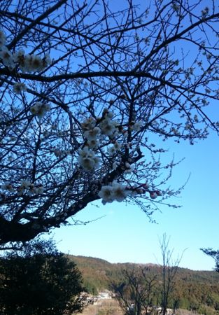 f:id:bunseki:20160218011610j:image:w260