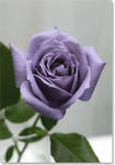 2005-11-21.jpg