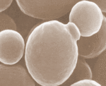 2007-05-28.gif